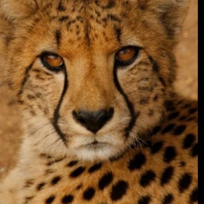 Antara361's profile picture. 
