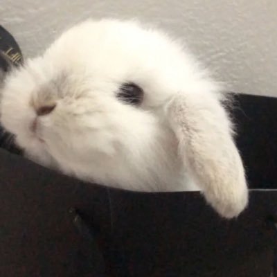 loxxtus's profile picture. 
