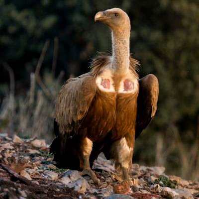 Fotògraf Aficionat
🦅 Wild
🌿 Nature
📸 Sony α6300  
Sony 70-350mm
Sony 200-600mm