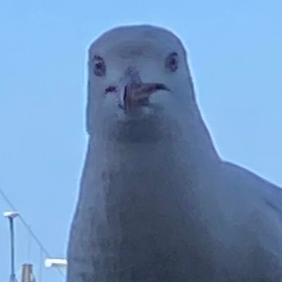 Edlingus's profile picture. 🇦🇺✝️🍺🥩🥓🐇