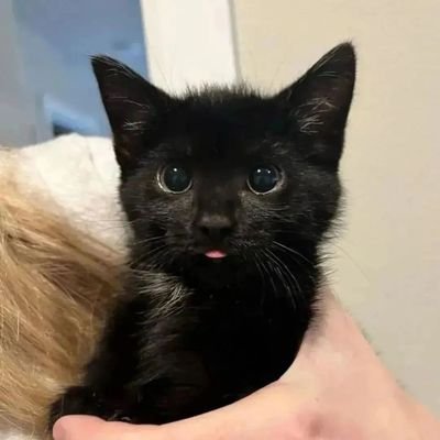 silly kitty girl thing that rarely if ever posts | 20 ⬛⬜🟩⬜⬛ 🏳️⚧️🇵🇸🇨🇩 dont follow if not 18+