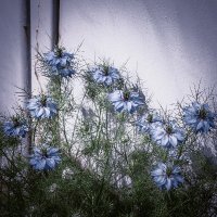 茨 | nigella field(@nglfld) 's Twitter Profile Photo