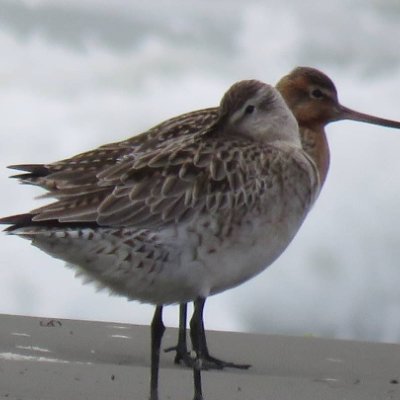 I live at Southshore Christchurch and enjoy watching and studying the godwits.  I can be found at the estuary most days.  I also write and draw.