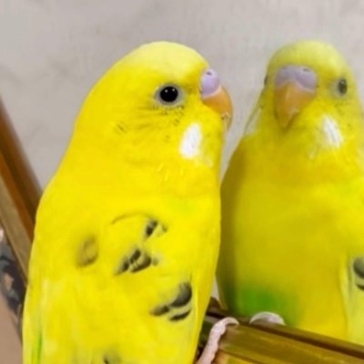 小桜インコ様、専用の確認post 無意味