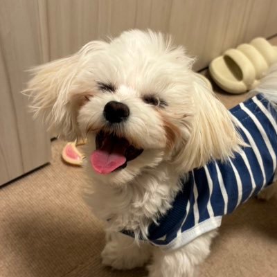 マルチーズのおもちです🍡まだまだ子犬です🐶これからおもちの日常としてたくさん投稿するのでよろしくお願いします！！ YouTubeには動いてるおもちがいます🐕是非見てください！！