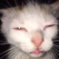 ev (@dj__seren) 's Twitter Profile