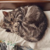 慧🐈🐾🐾 (@k_tired40_sub) 's Twitter Profile