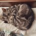 慧🐈🐾🐾 (@k_tired40_sub) Twitter profile photo 慧🐈🐾🐾 (@k_tired40_sub) Twitter profile photo