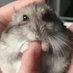 Tweets Of Hamster 🐹 (@TweetsOfHamster) Twitter profile photo