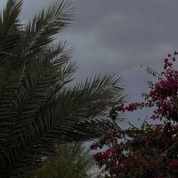 سالب الخميس (@s511_lo) 's Twitter Profile