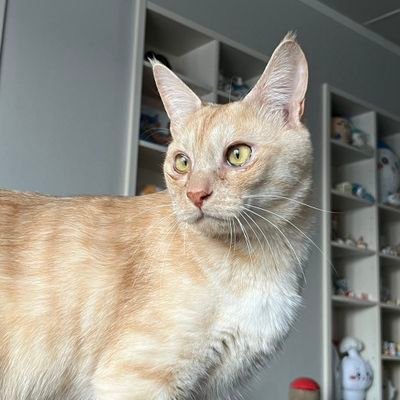 nanndenaaan's profile picture. 猫好きお笑い好き(さらば青春の光、ヤーレンズ、金属バット)の人とわちゃわちゃ交流したいですます／さらばBAR会員／無言フォロー失礼します。
猫4匹🐾+亀2匹🐢に癒やされてます。