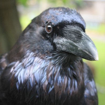 Raven 🇺🇦 🇵🇸