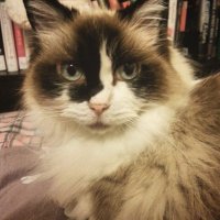 M (@sparrowring2) 's Twitter Profile