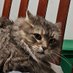 JJ and her cats (@jjandhercats) Twitter profile photo JJ and her cats (@jjandhercats) Twitter profile photo