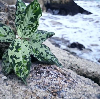 Aglonema pictum plant available in south sumatra
I sell all tropical plants and serve orders throughout the country. Please dm me if you need tropical plants