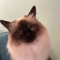 Angela Rawlins (@battyberd) 's Twitter Profile Photo