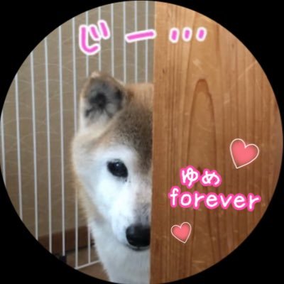 shiba_yume Profile Picture