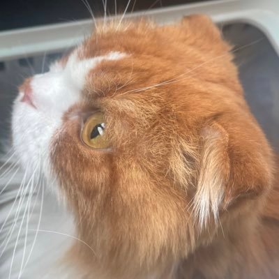れみさんのプロフィール画像