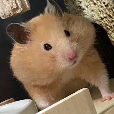 トノさんのプロフィール画像