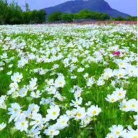 Güzel Günler Göreceğiz(MERSİN) (@yoncamm33) 's Twitter Profile Photo