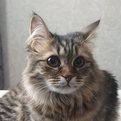 APilotov's profile picture. 