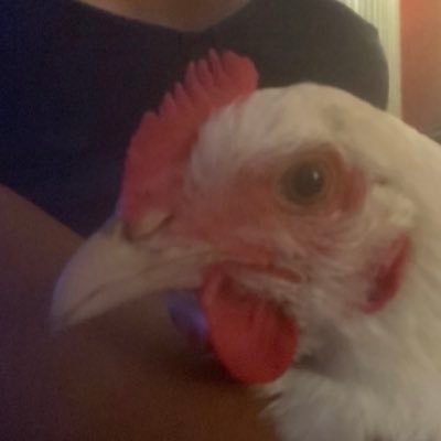 poniko_o's profile picture. c nul Twitter