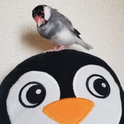 ke9MLTeeZM41007's profile picture. 2018年冬からKC沼に
どぼんしてます🙉

(六人皆応援してるよ💜💙💗❤️🖤💛)

ピングー様にも癒され中👑🐧💙