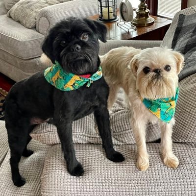 BewareTheTattoo's profile picture. A "tattoo" is a signal that means return to barracks/disengage. Gardener, CAH trustee, retired educator, etc. Influencer of influencers.