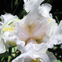 anna farmer - @farmerfreeneck - Twitter