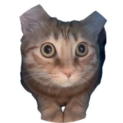 funkycat_m3 Profile Picture