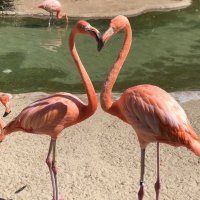 𝐷𝐴𝐿𝑌𝐴💛. (@lf__9u) 's Twitter Profile