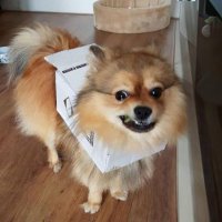 $DIB (Dog In Box) (@doginboxsolana) 's Twitter Profile Photo $DIB (Dog In Box) (@doginboxsolana) 's Twitter Profile Photo