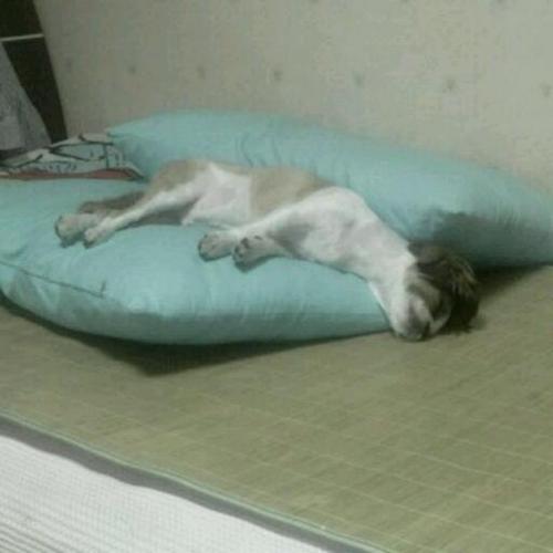 cometpal's profile picture. 월요일은 시사IN 읽는날
수요일은 뉴스타파 보는날
토요일은 뫈뫈뫈뫈도전