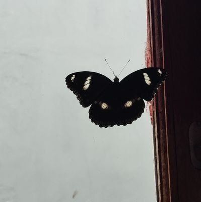 krist_ver's profile picture. Lanang mung kurang tenang.