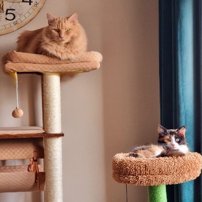 444Blueberry's profile picture. 