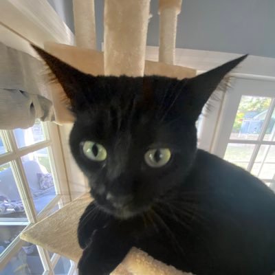 HotEnglishProf's profile picture. make gender trouble.