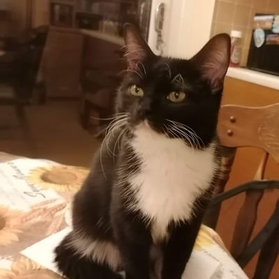Fizzy a 14 years old Tuxie now otrb🌈 15/8/2022
Marnie, the new kitten here 11/11/2023
News,politics,travel.
Slightly mad about cats,saving the earth/animals
