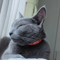 猫のもーちゃん (@cat_moo_chan) 's Twitter Profile Photo 猫のもーちゃん (@cat_moo_chan) 's Twitter Profile Photo