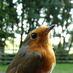 Raincliffe Woods (@raincliffewoods) Twitter profile photo