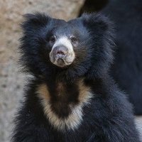 Bog-Bear (@bog_bear) 's Twitter Profile Photo Bog-Bear (@bog_bear) 's Twitter Profile Photo