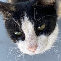 robymasteя (@robymasterato) 's Twitter Profile