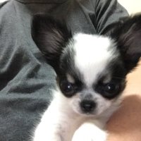 アルファ (@jfl9_8) 's Twitter Profile