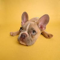 The French Bulldog Diary(@Frenchie_Diary) 's Twitter Profile Photo