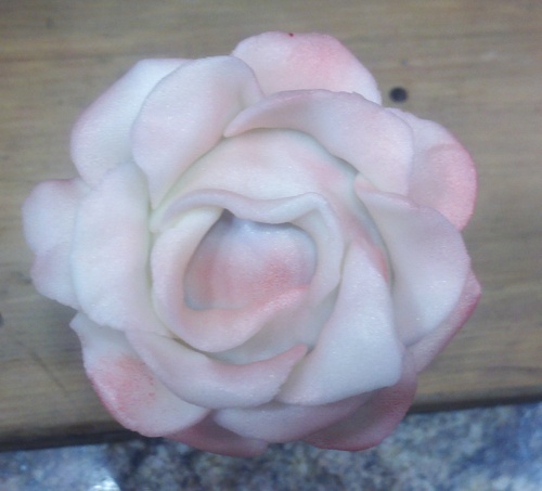 carolscakepops's profile picture. love baking and creating