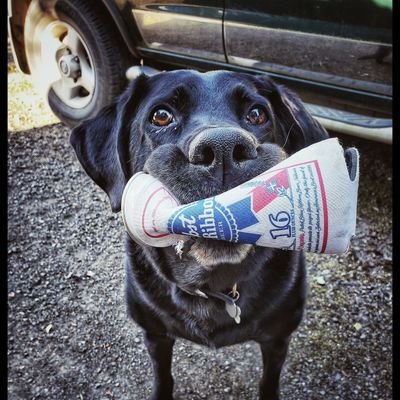 Photography | Dogs | Tacos | Beer | Squirrels