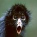 anonadado (@ape2anado) Twitter profile photo anonadado (@ape2anado) Twitter profile photo
