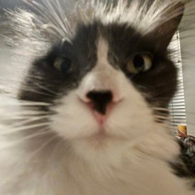 the_ralkal's profile picture. 👍