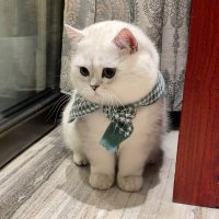 Luusi (@qxaichac) 's Twitter Profile