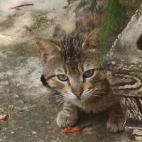 picasso (@picasso92421) 's Twitter Profile