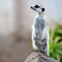 Eugene Lombard - @HiFive082 - Twitter